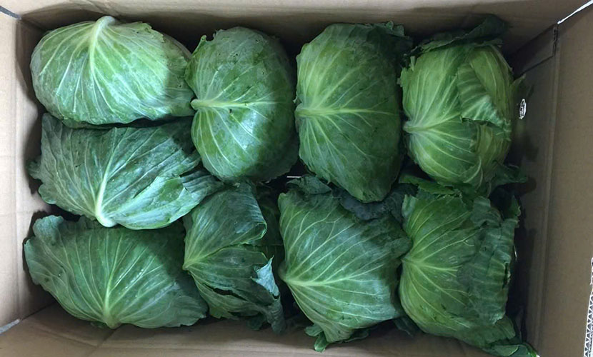 Vietgap cabbage carton box