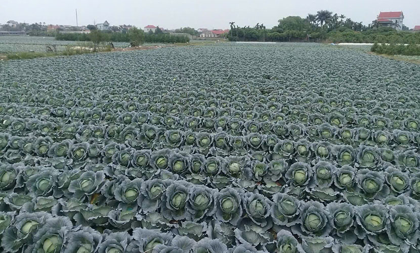 Vietgap cabbage farm