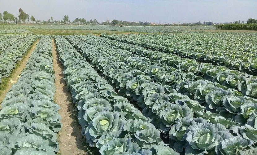 Vietgap cabbage farms