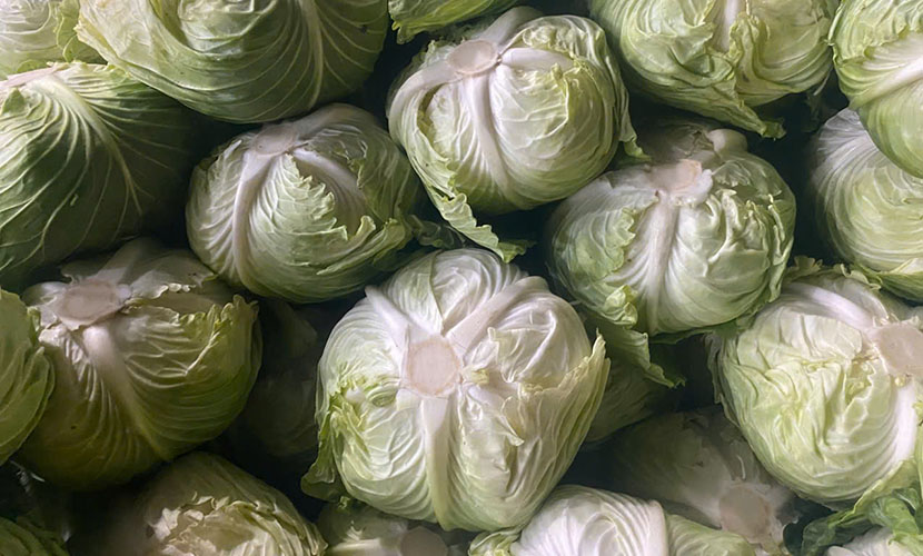 Vietgap cabbage for export