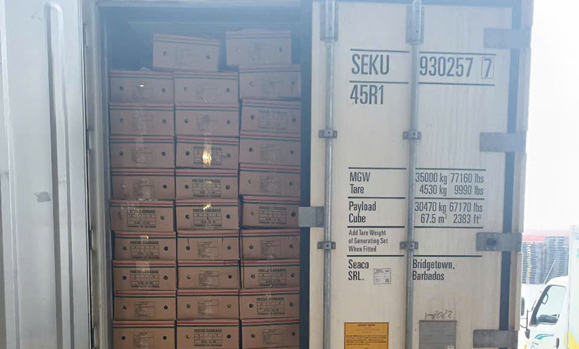 Loading fresh cabbage for export