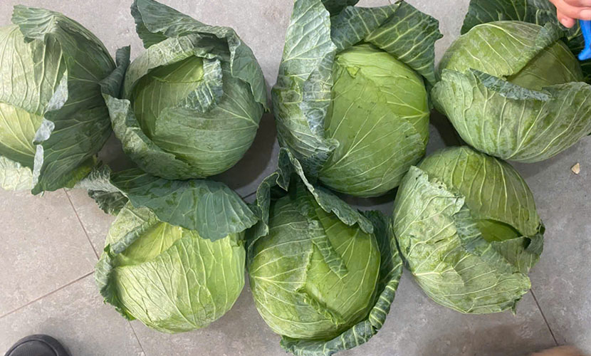 Vietgap cabbages