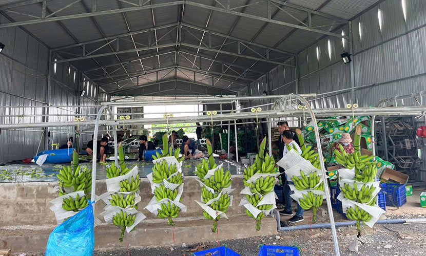 Vietnam's banana cutting process