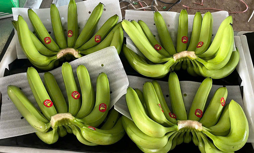 Vietnam's banana exports