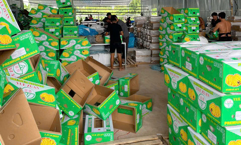 A factory of Vietnam's banana exports