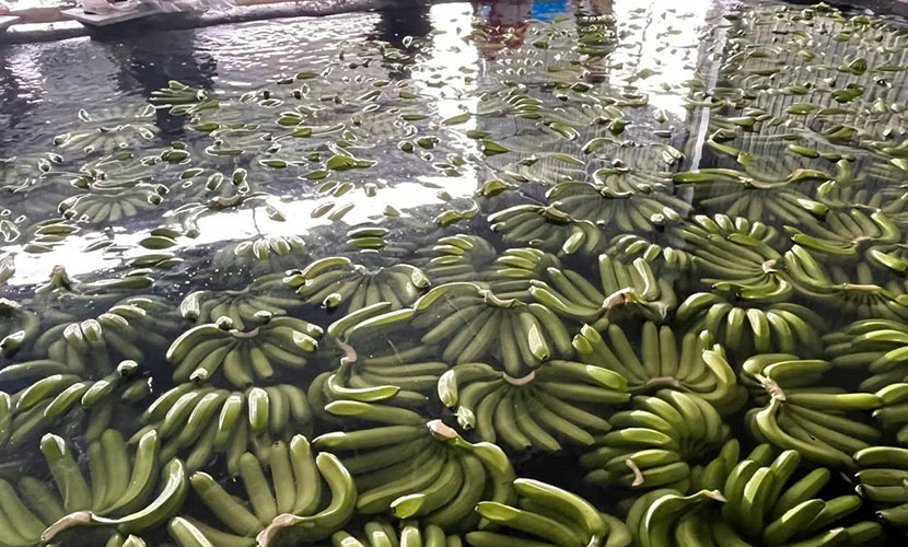 Vietnam's banana washing process
