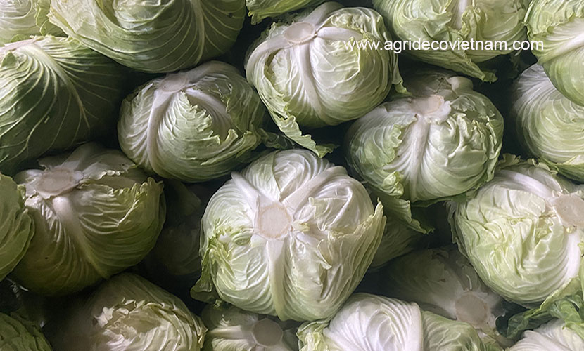 Fresh cabbage from Vietnam for export: 01 outer leaf