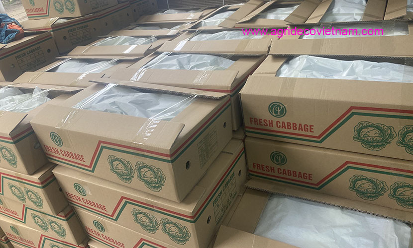 Vietnam's cabbage carton boxes