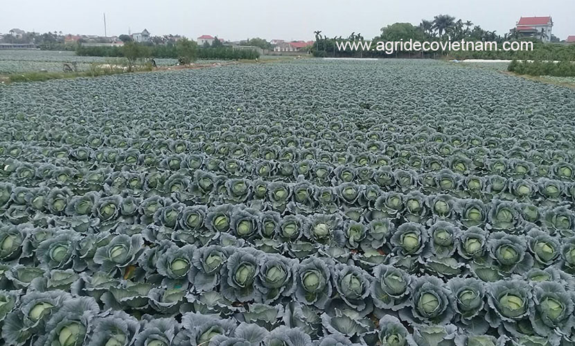 Vietnam's cabbage farm