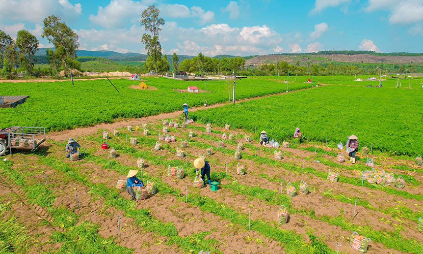 Vietnam's carrot farms