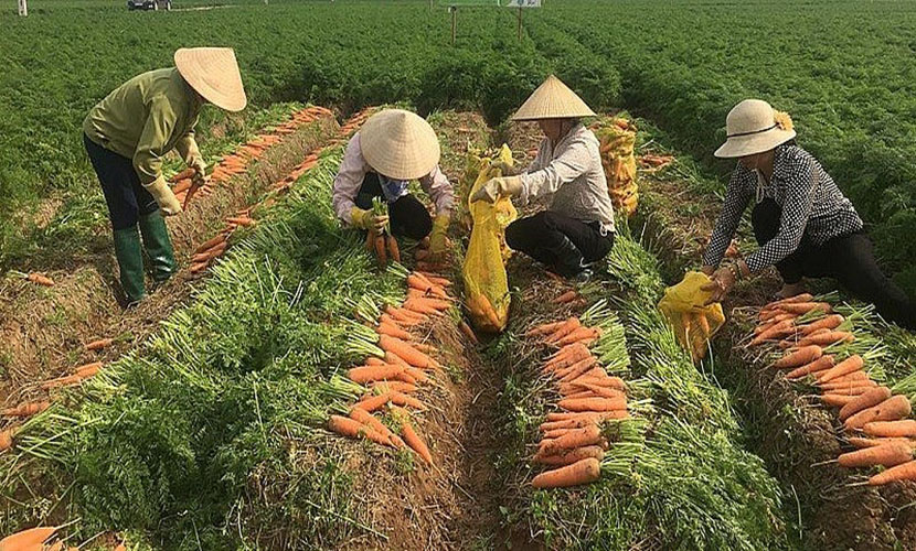 Harvesting Vietnam's carrot