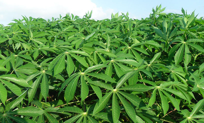 Vietnamese cassava leaves