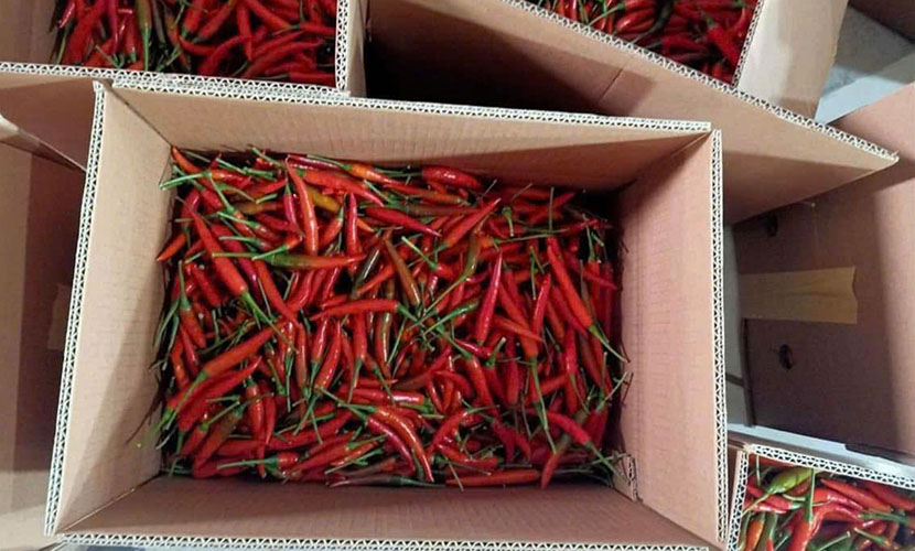 Vietnam's chili exports