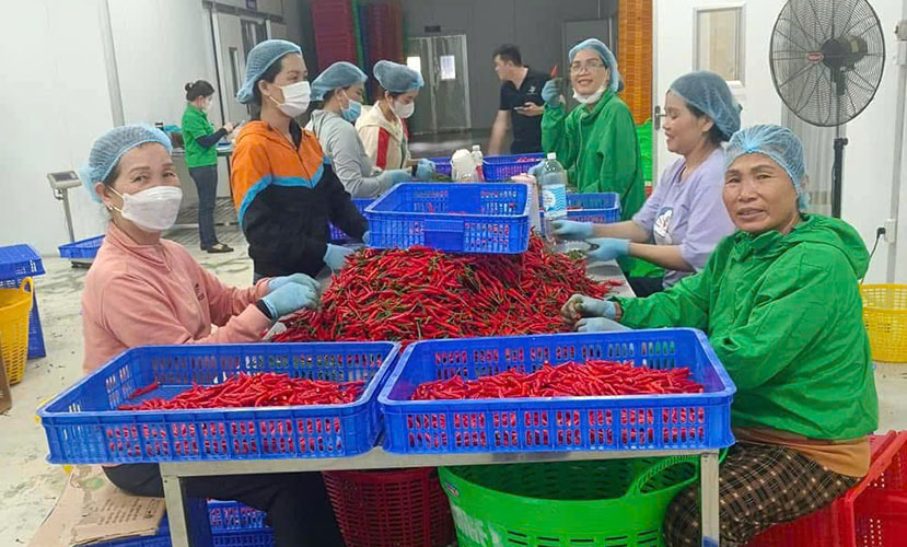Vietnamese chili factory