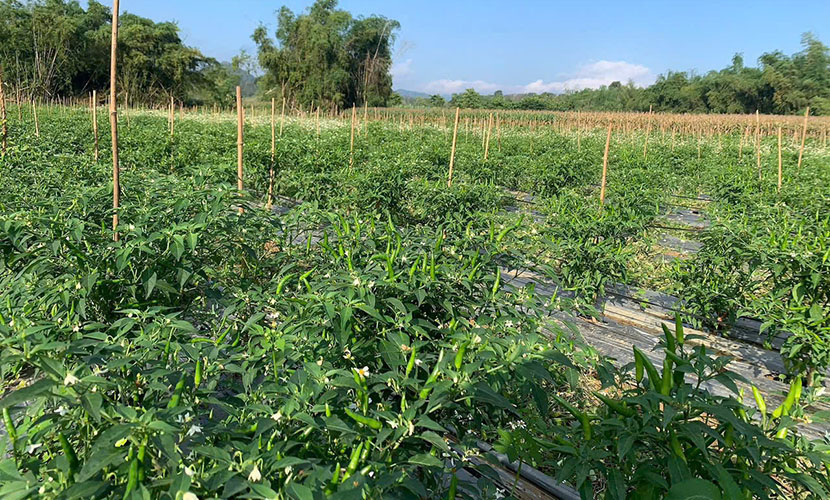 Vietnam's chili farm