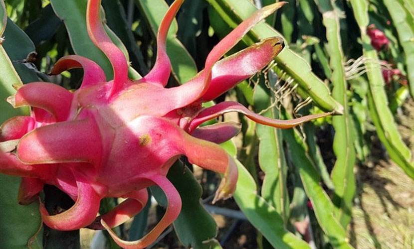 Vietnam's dragon fruit