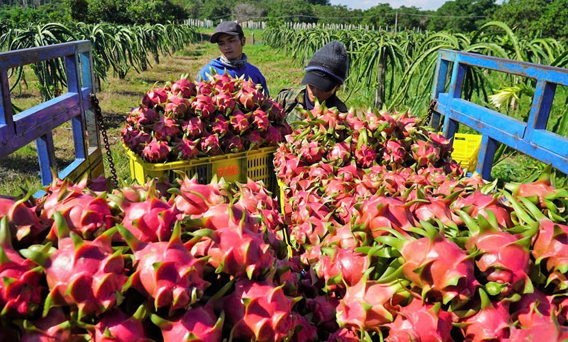 Vietnam's dragon fruit farm
