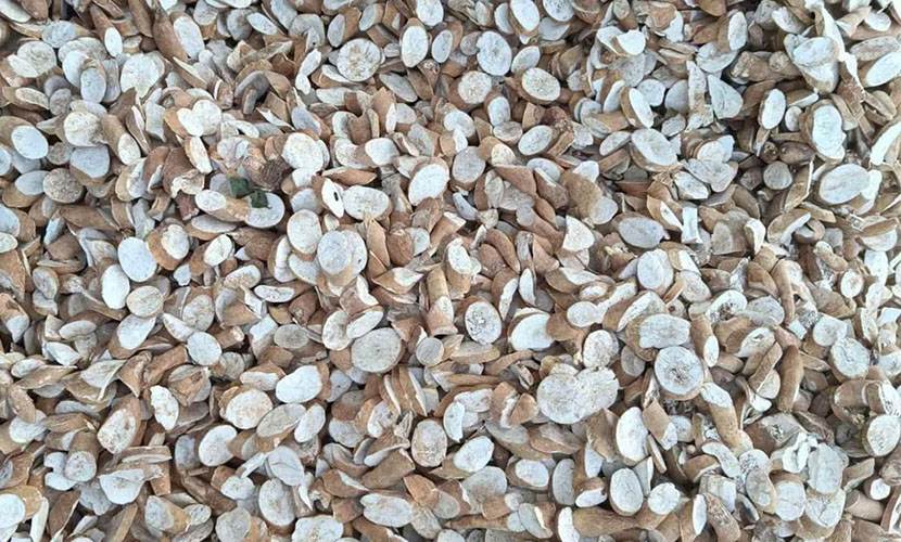 Dried cassava slices from Vietnam