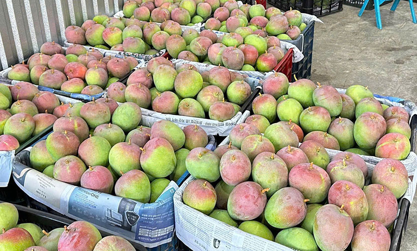 Vietnam's fresh mangoes