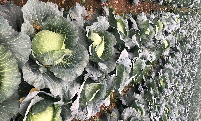 Vietnam's high-quality cabbage farm