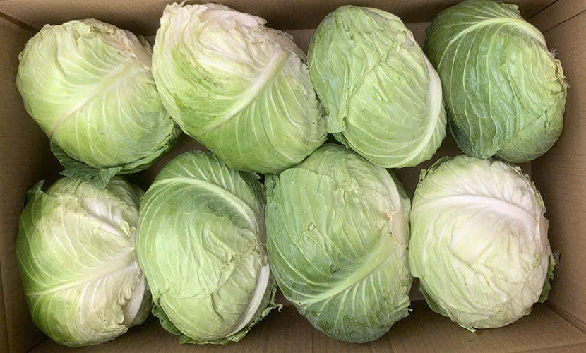 Vietnam's high-quality cabbage