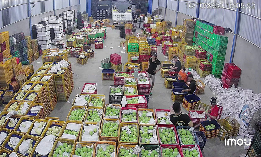 A factory of Vietnam's mango