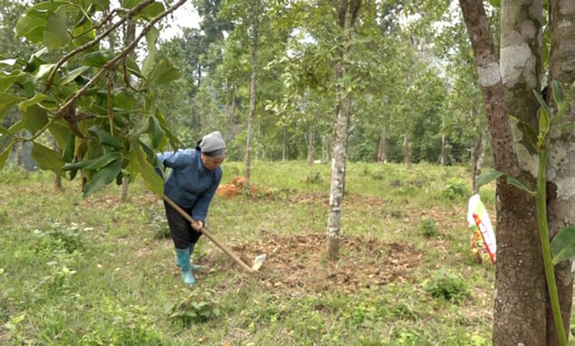 A model of Vietnamese organic star anise