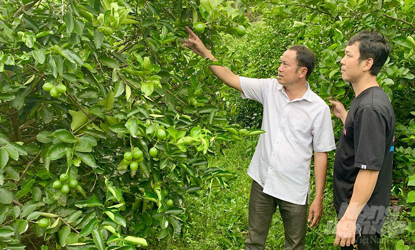 Vietnam's seedless lime farm