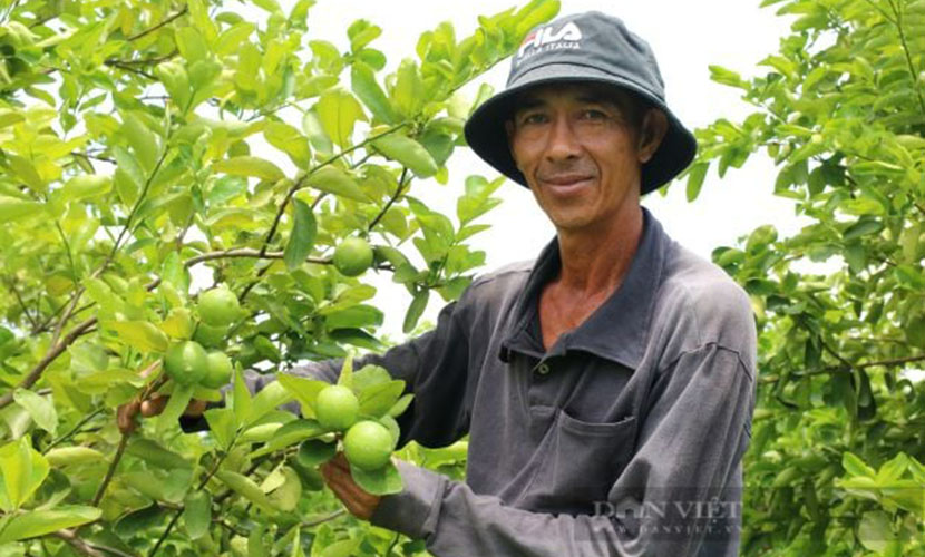 Vietnam's seedless lime farm