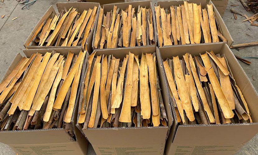 Split cassia from Vietnam