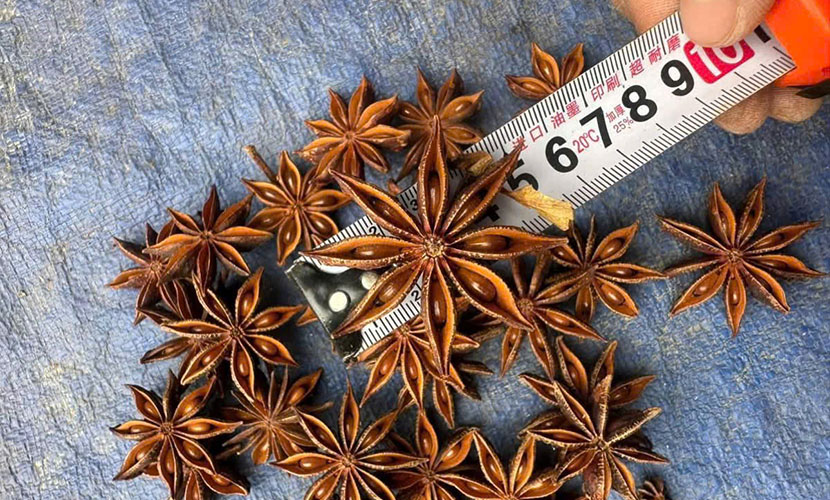 Vietnam's star anise flower size