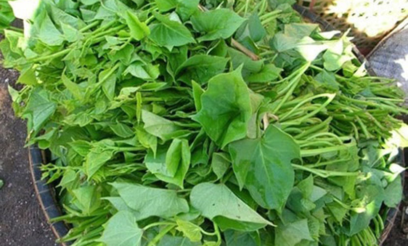 Vietnamese sweet potato leaves