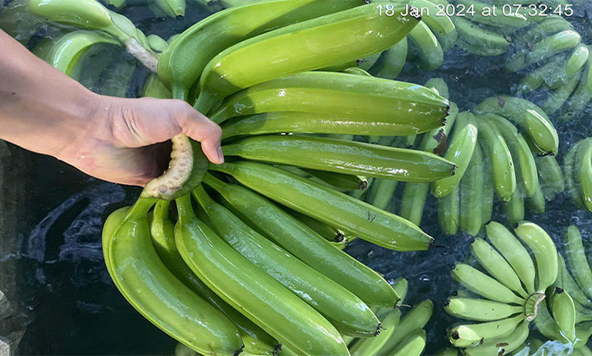 Vietnamese banana bundle