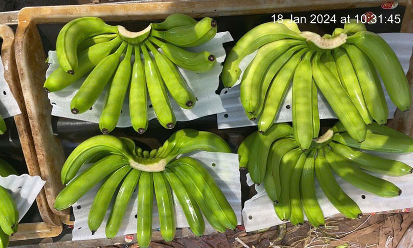 Vietnamese banana exports