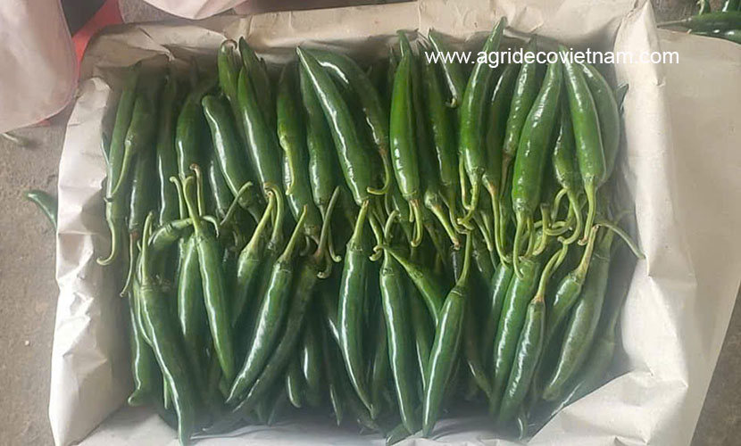 Vietnamese big green chili