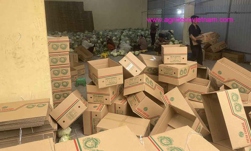 A factory of Vietnamese cabbage exports