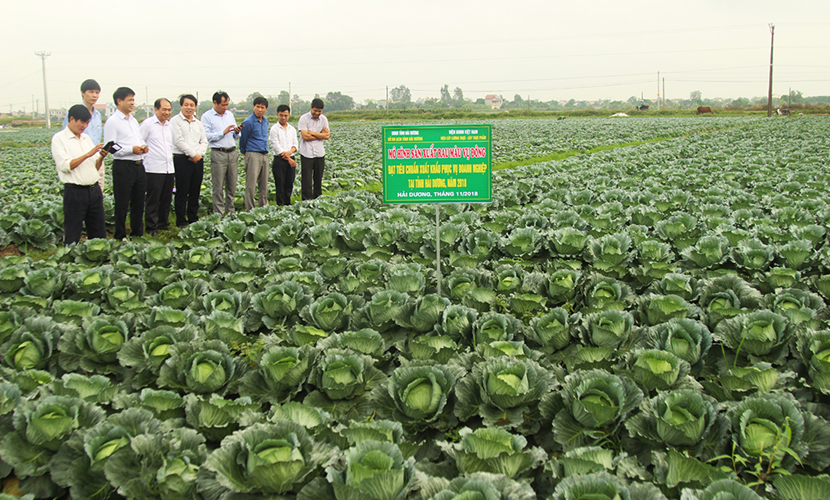 Vietnamese cabbage farm