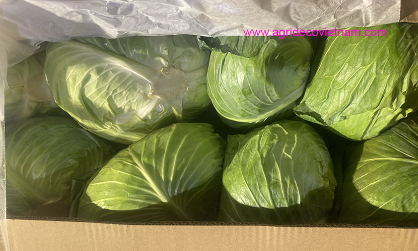 Vietnamese cabbage