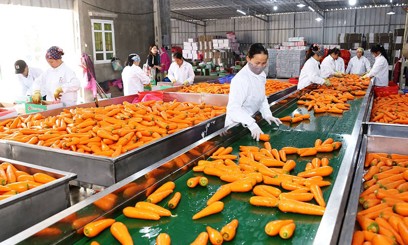 A factory of Vietnamese carrot