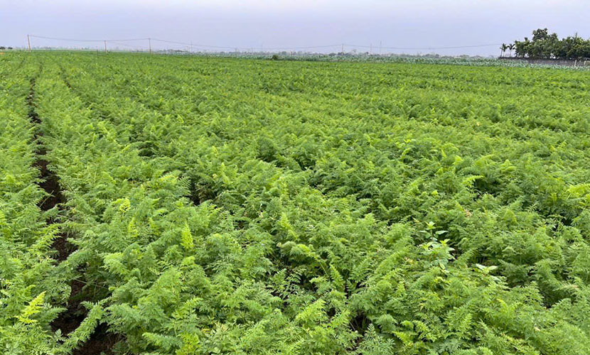 Vietnamese carrot farms