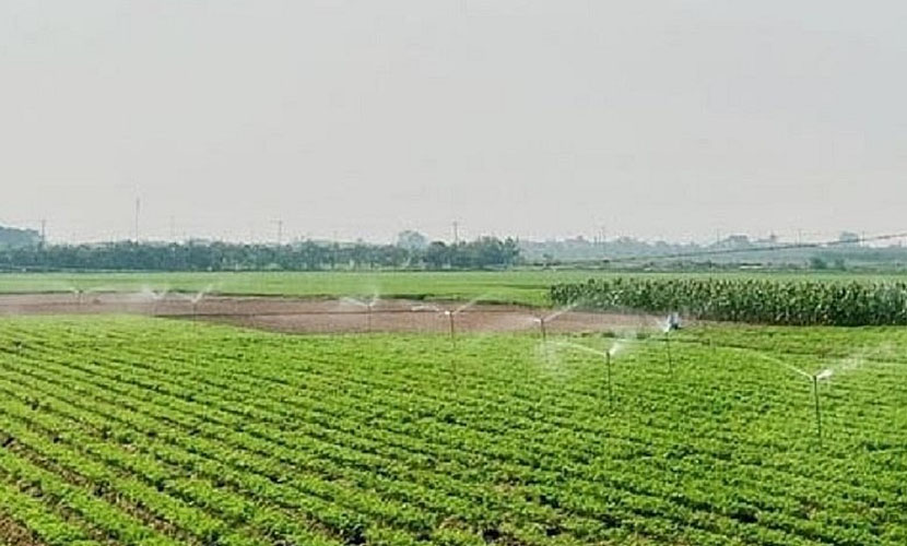 Vietnamese carrot farms