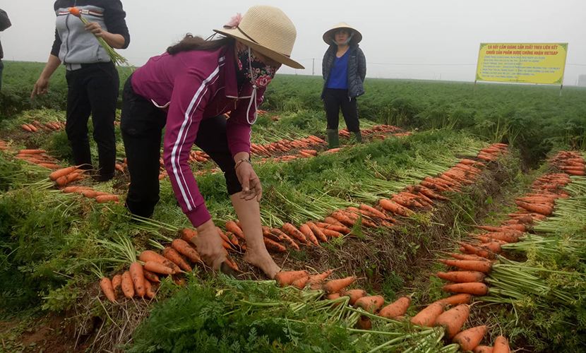 Vietnamese carrot harvesting