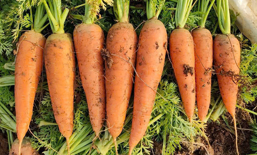 Vietnamese carrot materials