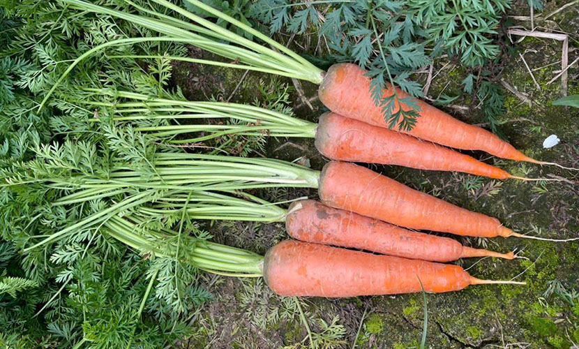 Vietnamese carrot materials