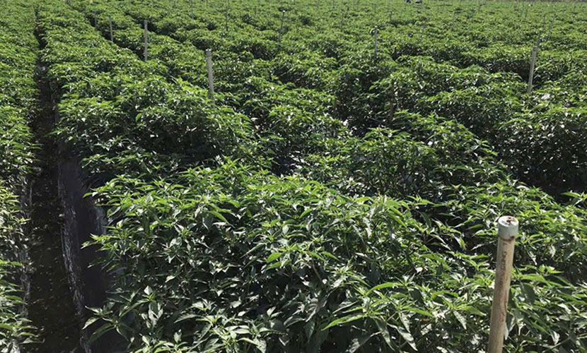 Vietnamese chili farm