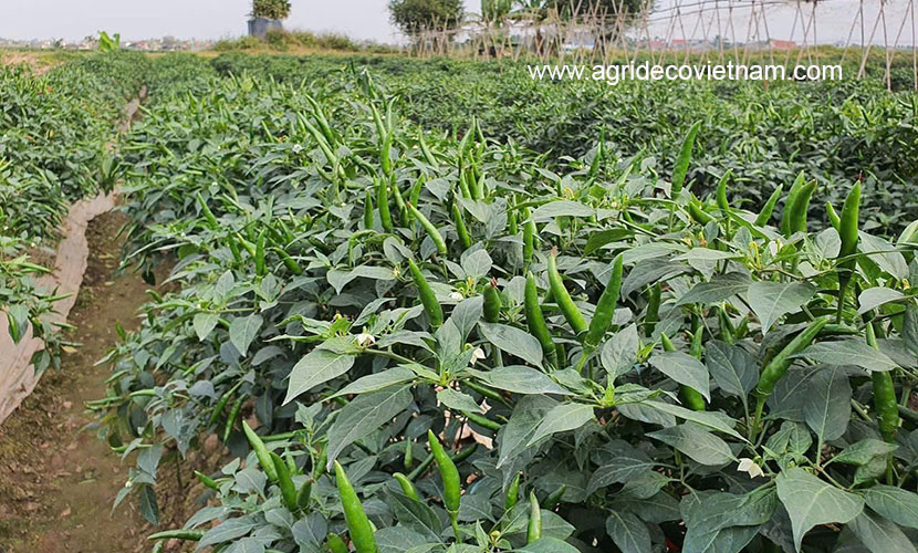 Vietnamese chili farms