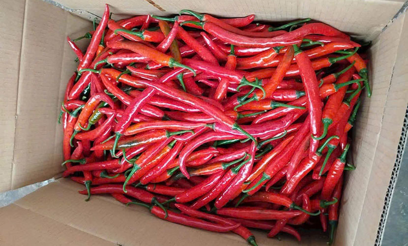 Vietnamese chili for export