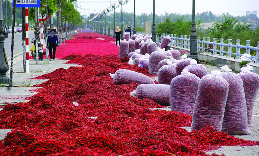 Vietnamese chili pepper harvest