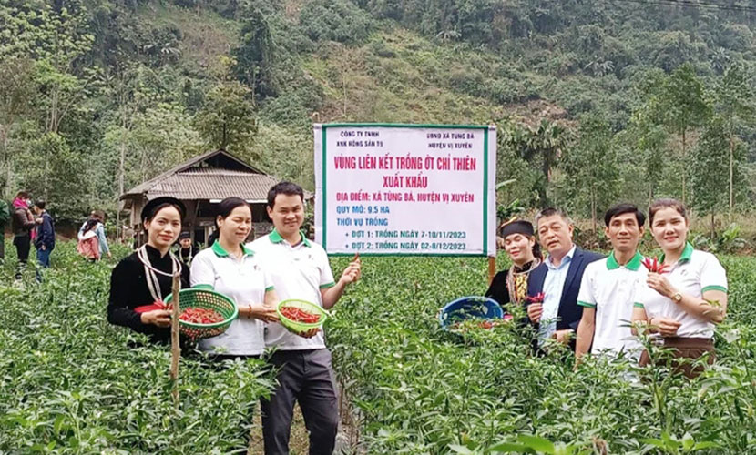 Vietnamese chili products