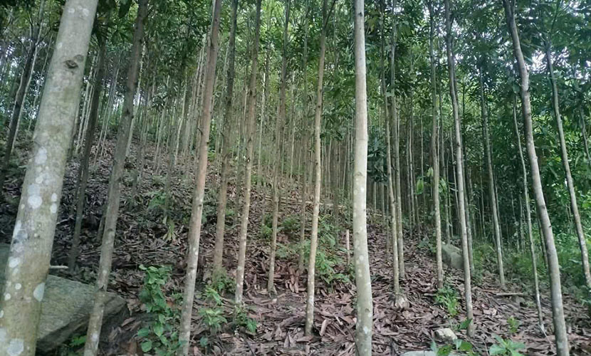 Vietnamese cinnamon forest